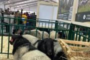img-20261011-wa0004